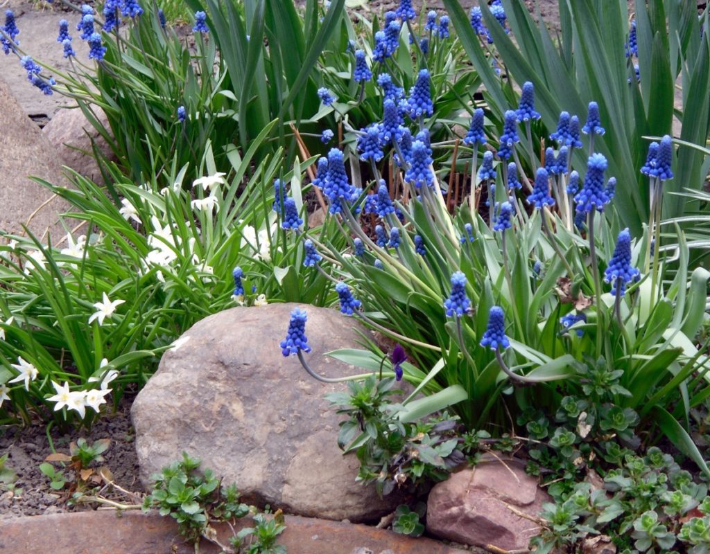 Muscari ültetés és gondozás