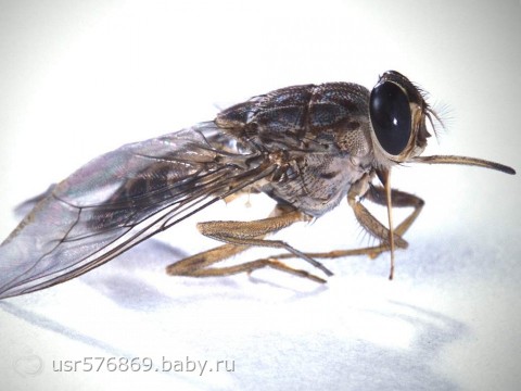 Fly-stabil légy! Lányok óvatosan! Nagyon fájdalmas harapás (((miért címke harapás, August