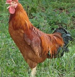 A hús és tojás csirke szaporodnak fotóikat (élősúly hímek) A hús és tojás csirke szaporodnak azok a fényképnek