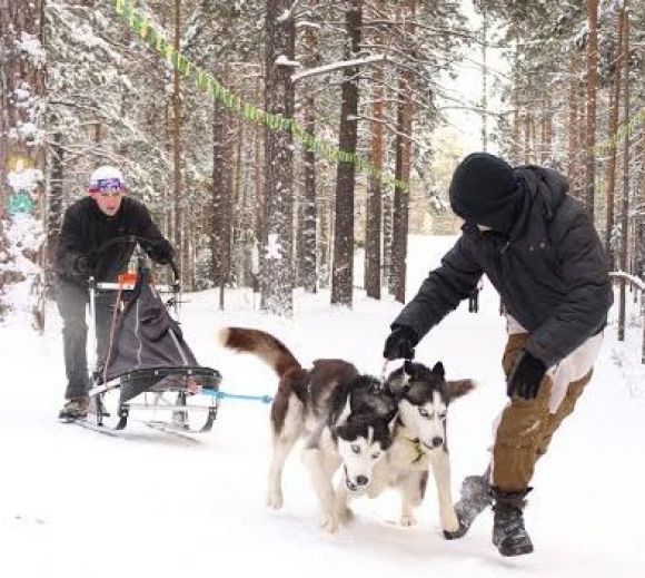 Két lábon és négy (szibériai husky Altáj) Két lábon és négy
