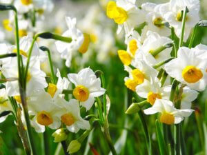 Narcissus szoba ellátás, ültetés izzók, a szükséges feltételek megteremtése a teljes fejlesztési és (fedett) Narcissus szoba ellátás, ültetés izzók, a szükséges feltételek megteremtése a teljes fejlesztési és