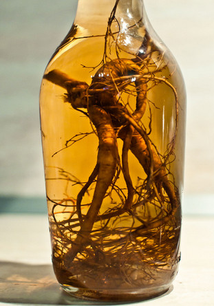 Ginseng tinktúra Az erősségre, mint vevő és előkészítése (tinktúra) Ginseng tinktúra a potenciát vegyetek és készítsetek