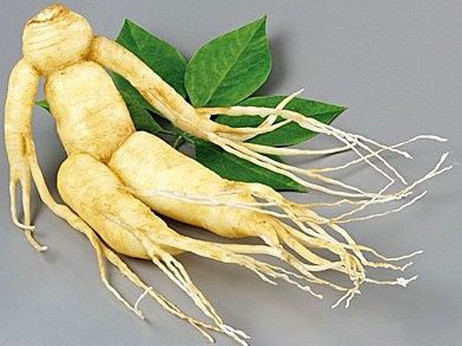 Ginseng tinktúra a potenciát vegyetek és készítsetek