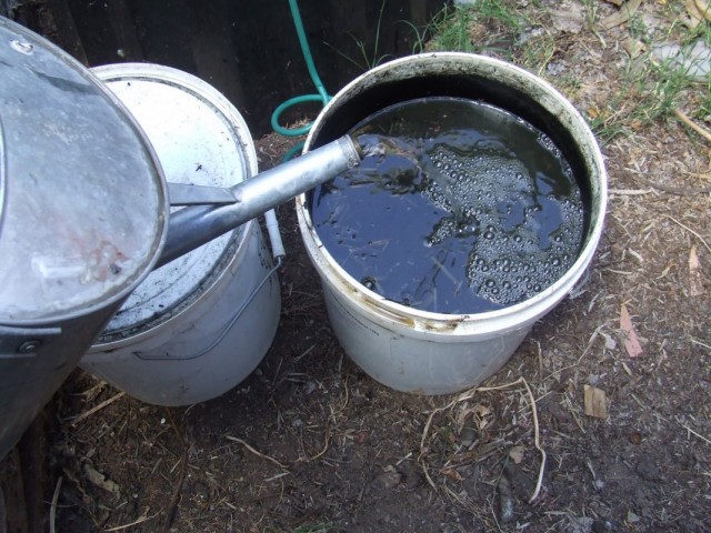 Dung - a legjobb szerves trágya (trágya) Dung - a legjobb szerves trágya