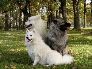 Német és pomerániai hasonlóságok és különbségek