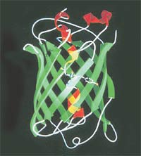 Kémiai Nobel-díj 2008-ban (Science magazin) Kémiai Nobel-díj 2008