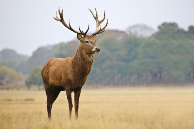 Deer traktor, megszervezése és lebonyolítása a szarvas tenyésztés