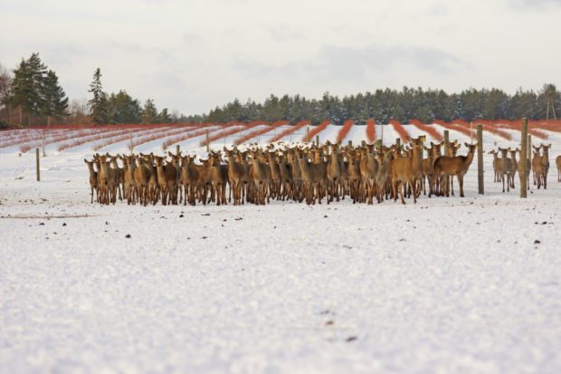 Deer traktor, megszervezése és lebonyolítása a szarvas tenyésztés