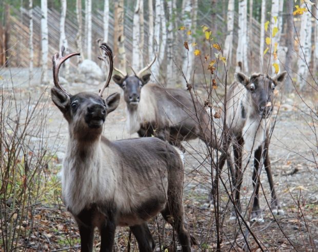 Deer traktor, megszervezése és lebonyolítása a szarvas tenyésztés