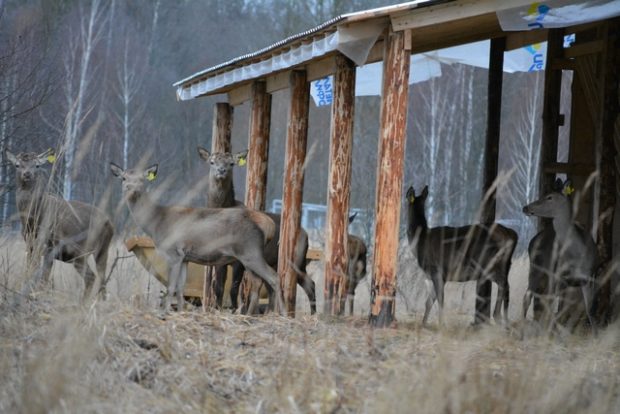 Deer traktor, megszervezése és lebonyolítása a szarvas tenyésztés