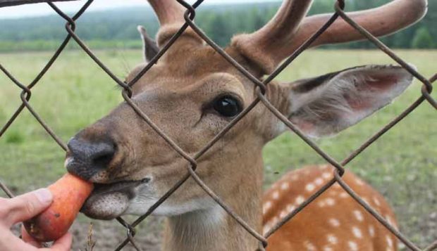 Deer traktor, megszervezése és lebonyolítása a szarvas tenyésztés