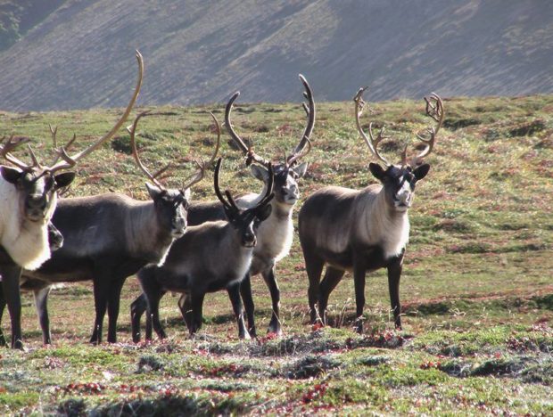 Deer traktor, megszervezése és lebonyolítása a szarvas tenyésztés