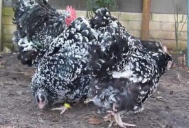 Orpington fajta leírás képekkel, állattenyésztés és válaszok a gazdák (video) (Orpington) Orpington fajta leírás képekkel, állattenyésztés és válaszok a gazdák (video)