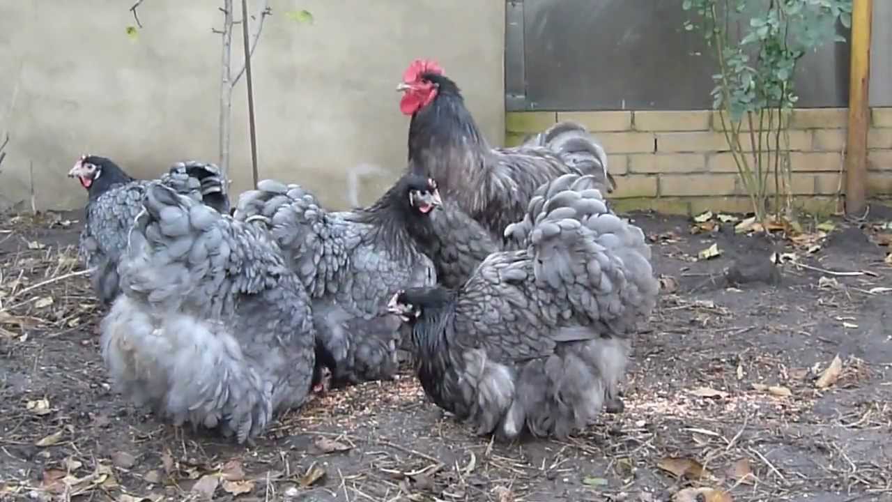 Orpington fajta leírás képekkel, állattenyésztés és válaszok a gazdák (video) (leírás) Orpington fajta leírás képekkel, állattenyésztés és válaszok a gazdák (video)