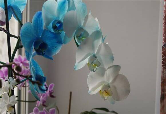 Orchid otthoni gondozást és a növekvő, fotó és videó