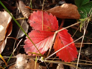 Miért levelek színe piros eper a tavasszal vagy ősszel, és mit kell tenni