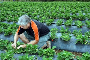 Miért levelek színe piros eper a tavasszal vagy ősszel, és mit kell tenni