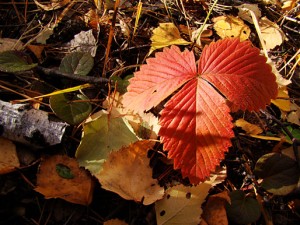 Miért levelek színe piros eper a tavasszal vagy ősszel, és mit kell tenni