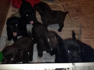 Miért tüsszentés kölyök, az én kölyök (puppy) Miért tüsszentés kölyök, az én kölyök
