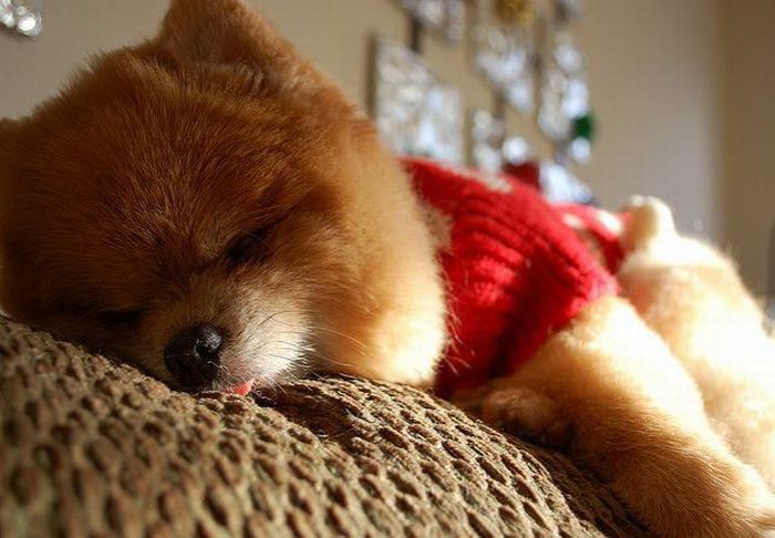 Pomerániai bú - a legnépszerűbb kutya Facebook (Spitz) Pomerániai bú - a legnépszerűbb kutya Facebook