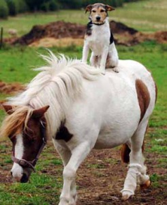 Pony istálló (ló) Pónik az istállóban
