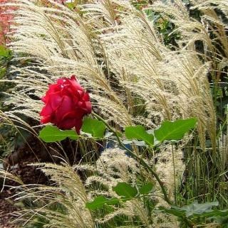 Ültetés rózsák - tippek és trükkök (gyökérzet) Ültetés Roses - Tippek és trükkök