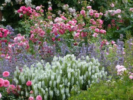 Ültetés rózsák - tippek és trükkök (zárt gyökérzet) Ültetés Roses - Tippek és trükkök