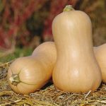 Megfelelő ültetés tavirózsa, növény a kertben (liliom) Megfelelő ültetés tavirózsa, növény a kertben