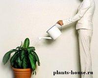 Megfelelő öntözés szobanövények (locsolás) Megfelelő öntözés szobanövények