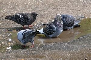 Jelzés - galambok fürdés egy tócsa