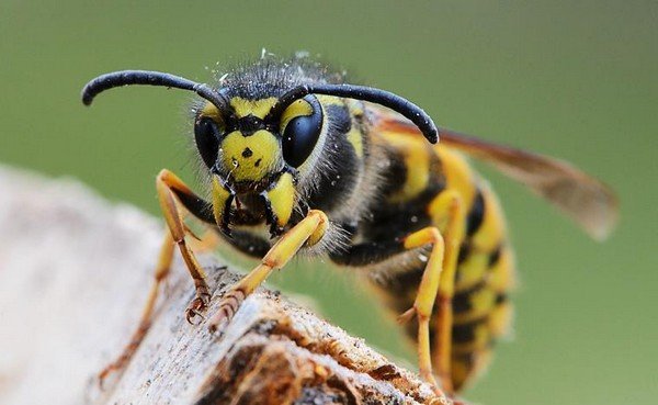 Jelek a darazsak és a fészküket (jelek) Jelek a darazsak és a fészküket