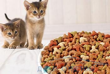 Beiskolázási cica független etetés - válaszokat és tanácsokat a kérdéseire