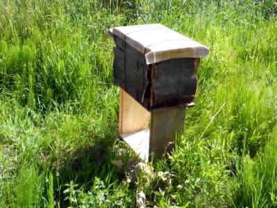 Scion az ő méhek fotó kéz (a Scion) Scion méhek kezével fotó