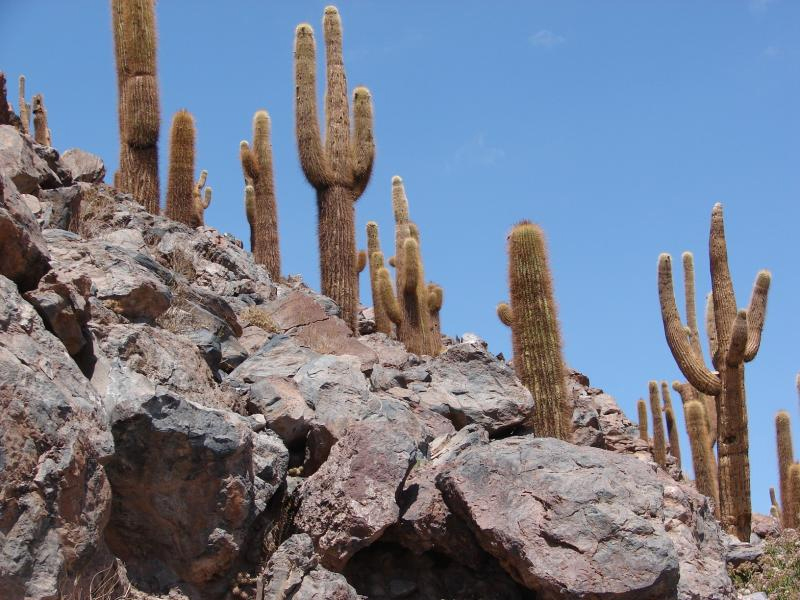 Atacama-sivatag - a legszárazabb sivatag a Föld - a gyermekek online enciklopédia, „Azt akarom tudni, hogy mindent”