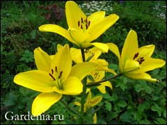 Stud liliom (liliom) tenyésztés liliom