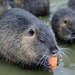 Tenyésztési nutria otthon, mint egy üzleti