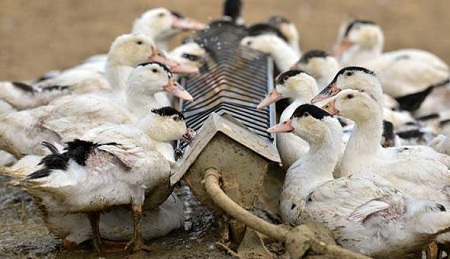 Tenyésztési kacsa, mint a vállalkozás saját kacsa farm