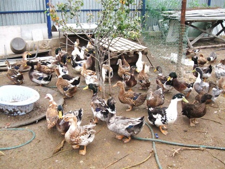 Tenyésztési kacsa, mint a vállalkozás saját farm kacsa (pézsmarécét) Tenyésztési kacsa, mint a vállalkozás saját kacsa farm