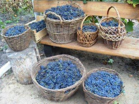Recept házi bor szőlőből