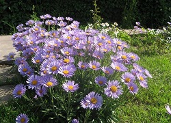 Daisy évelő kerti hogyan és mit kell ültetni virágok