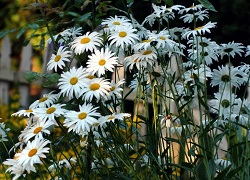 Daisy évelő kerti hogyan és mit kell ültetni virágok
