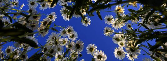 Daisy a kertben (azt mondják levelek hátrány) Daisy a kertben
