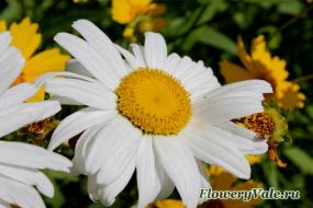 Daisy a kertben (telepítési margaréták csemeték) Daisy a kertben
