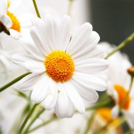 Daisy a kertben (növekvő kerti százszorszép) Daisy a kertben
