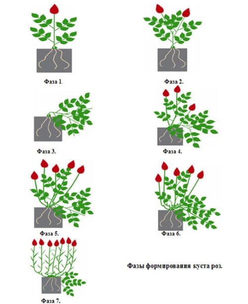 Roses nyírásra választani fajták és növekedni prailno