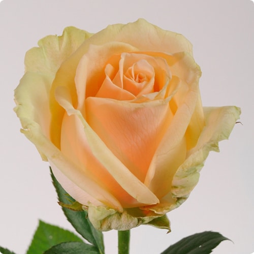 Roses nyírásra választani fajták és növekedni prailno