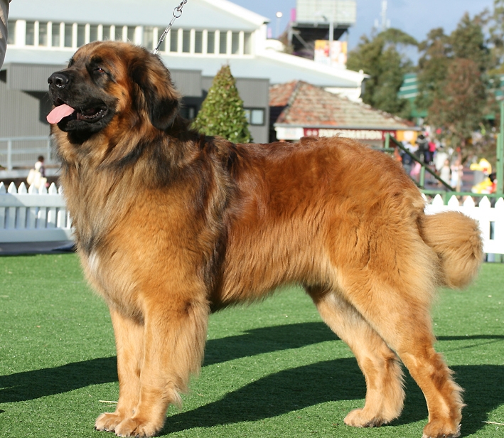 Найбільші собаки в світі (топ 7 з фото)