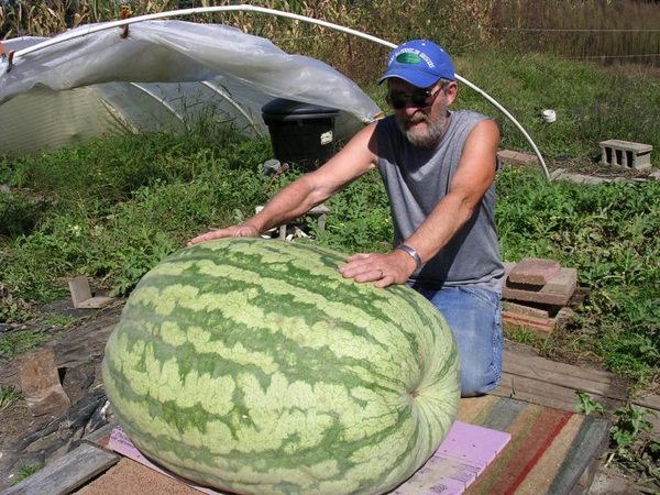 A legnagyobb görögdinnye a világon