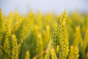 Tünetei allergia glutén a gyermek (glutén) Tünetei allergia glutén a gyermek