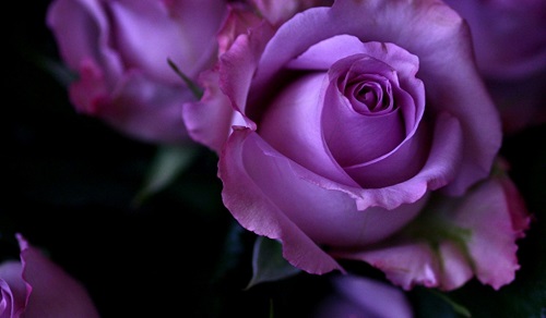 Lila rózsa, különösen a szín, fajta, fotó, videó